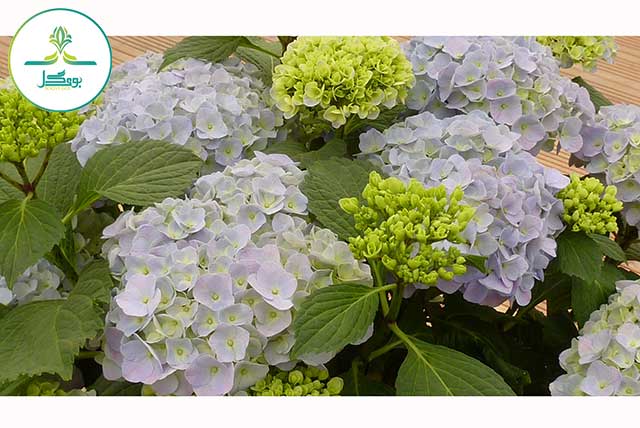 hydrangeas flower