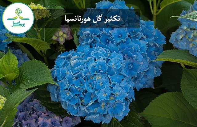 hydrangeas flower