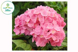 plant-flower-petal-garden-pink-hydrangea
