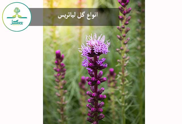 گل لیاتریس