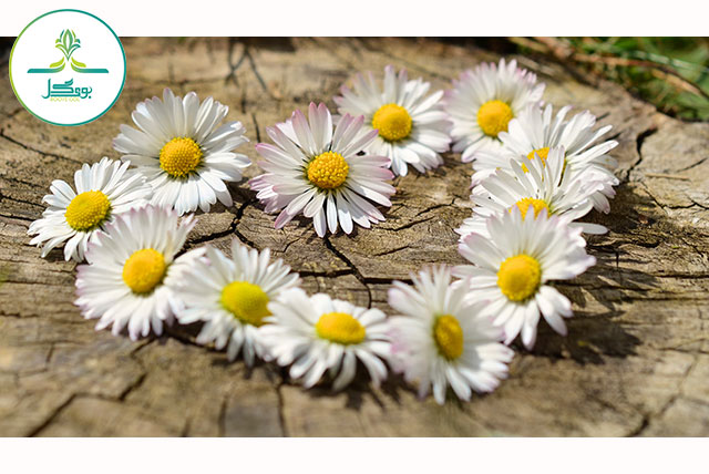 plant-white-flower-petal-daisy-love-
