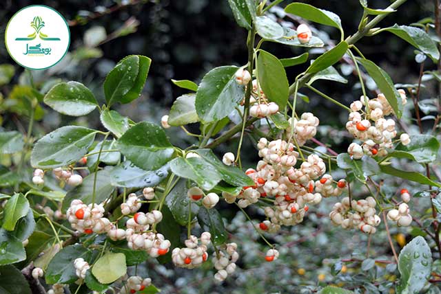 tree-nature-blossom-winter-plant-white