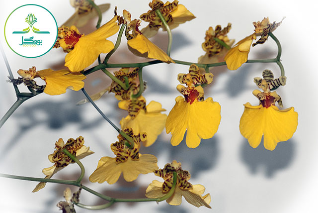 tree-nature-branch-blossom-plant-leaf