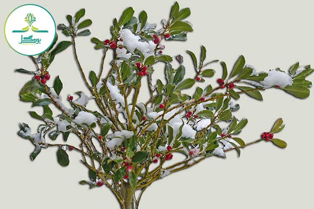 tree-nature-branch-blossom-snow-winter