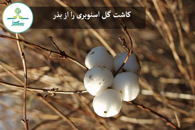 tree-nature-branch-blossom-winter-plant