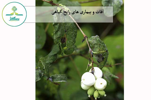 گل اسنوبری