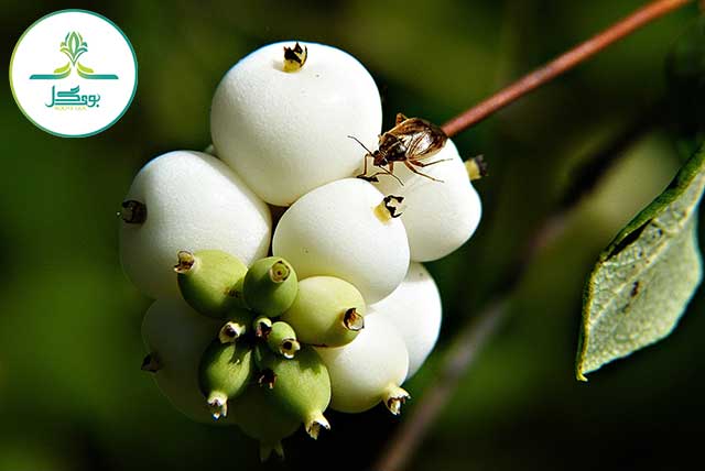 tree-nature-forest-branch-blossom-plant