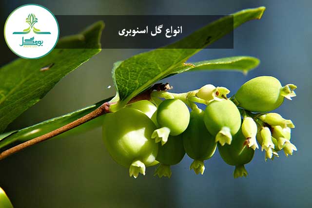 Snowberry