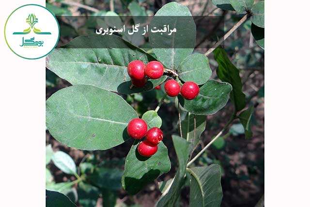 گل اسنوبری