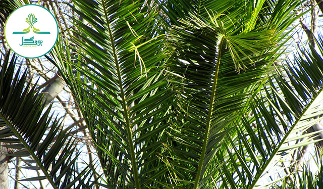 beach-tree-nature-branch-plant-palm-tree