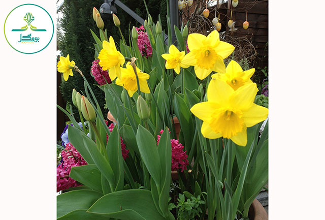 هرس Daffodils
