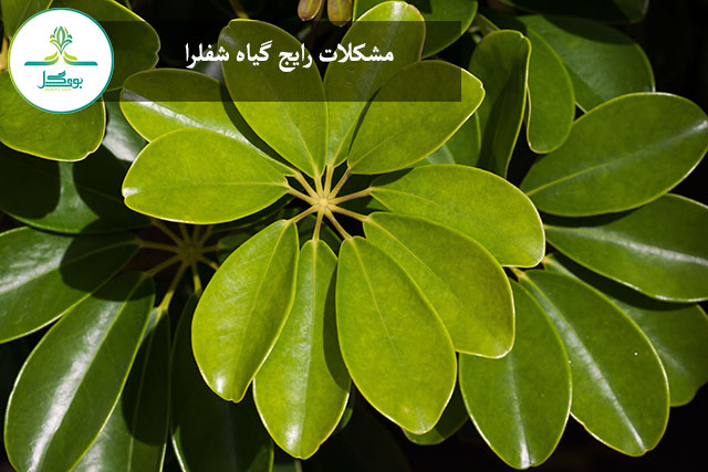 tree-nature-plant-leaf-flower-bush