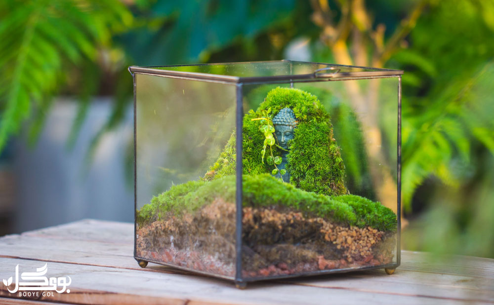 Moss Terrarium