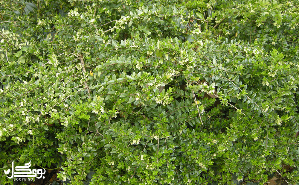 آفات گیاه Box Honeysuckle