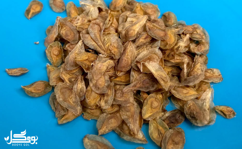تکثیر گلایل از طریق بذر