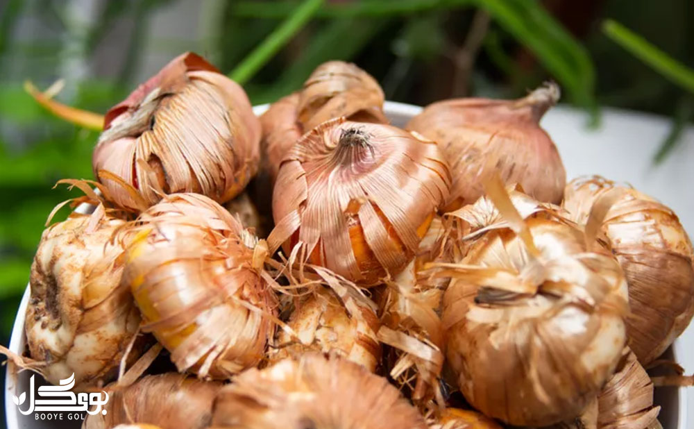 تکثیرگلایل از طریق پیازچه‌ها