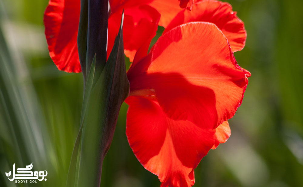 دما و رطوبت برای نگهداری Gladiolus flowers