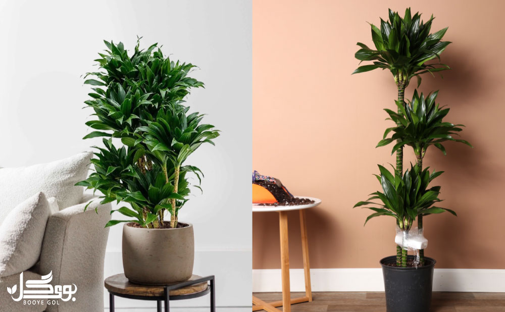 Dracaena Compacta در فضای داخلی