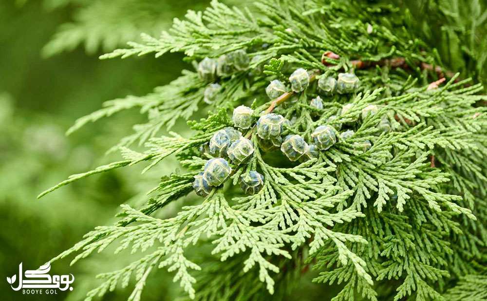 Lawson's cypress