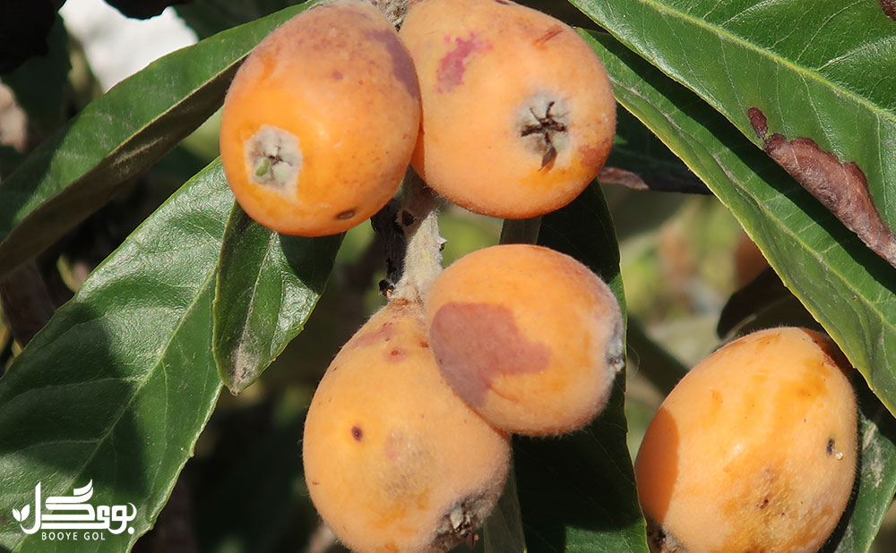 آفات و بیماری های Medlar