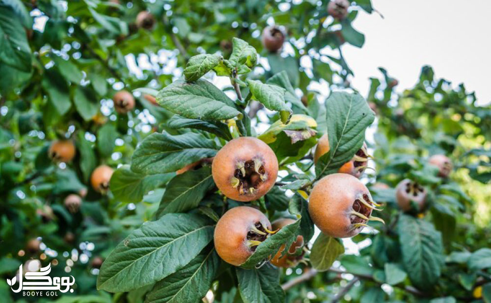  درخت Medlar