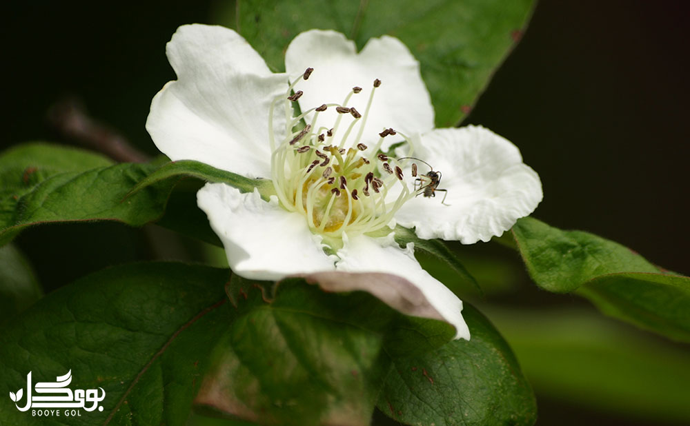 شکوفه Medlar