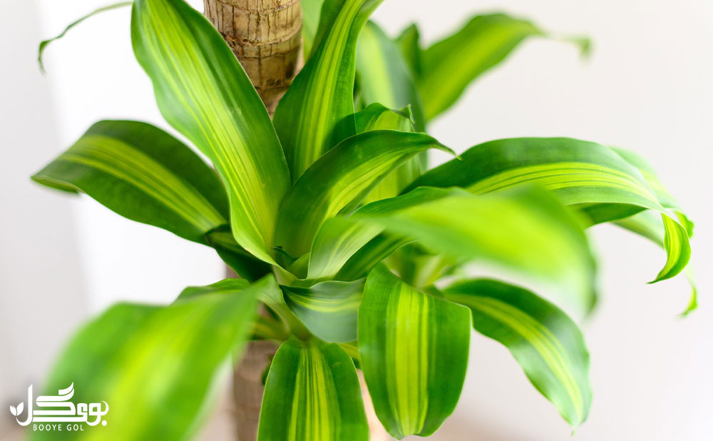 ویژگی‌های Dracaena fragrans