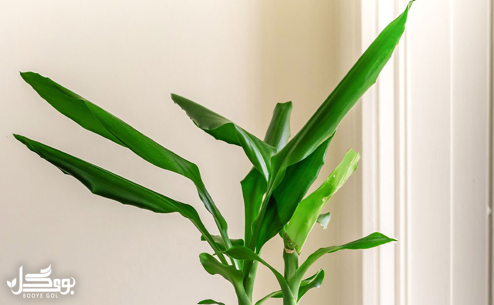 Dracaena fragrans