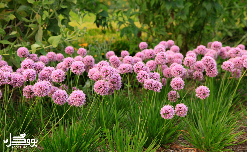 Allium-Mini-Milli