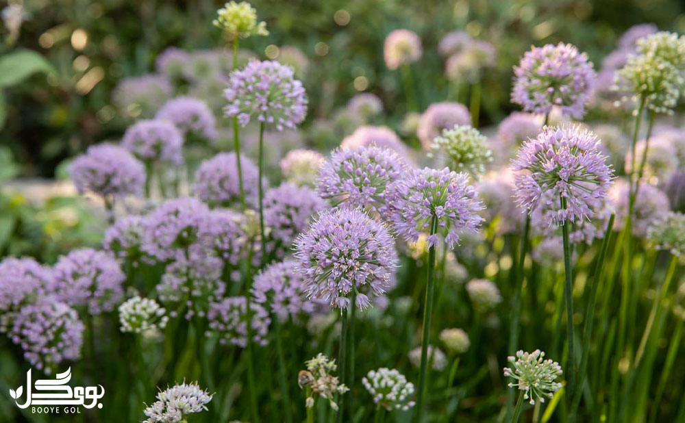 Allium senescens ssp. montanum var. glaucum