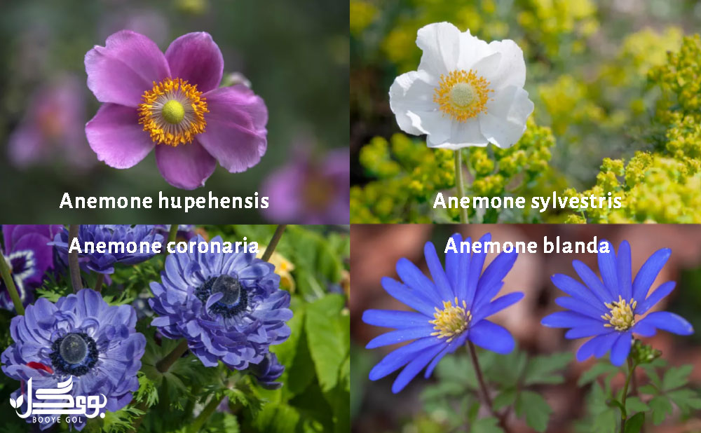hupehensis & sylvestris & blanda & coronaria