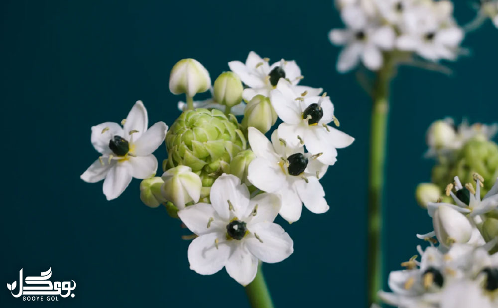 Ornithogalum arabicum