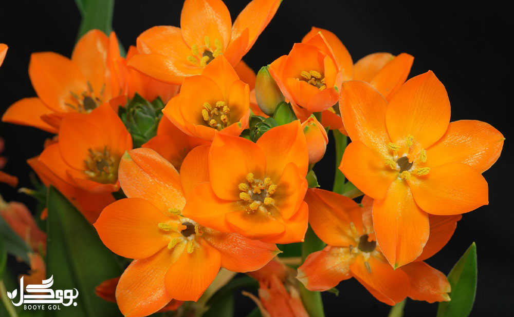 Ornithogalum dubium