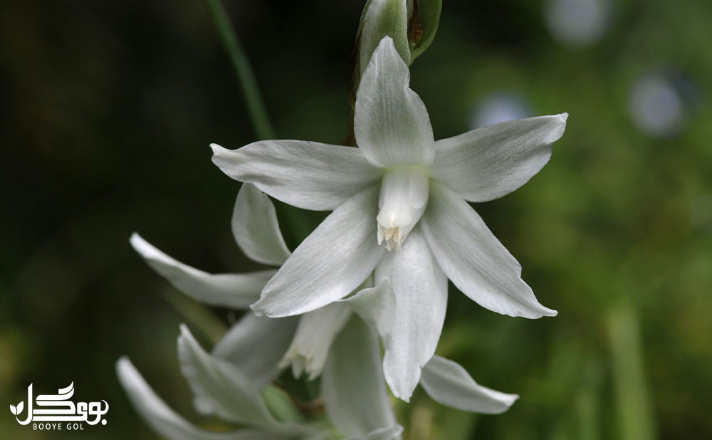 Ornithogalum nutans