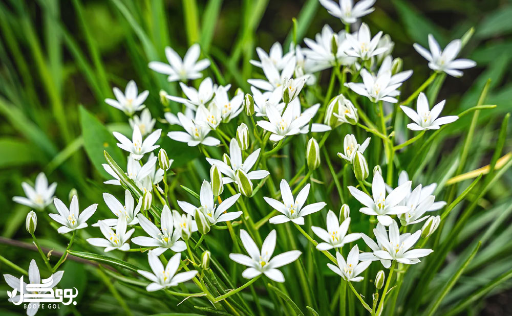 Ornithogalum oligophyllum