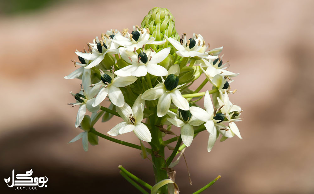 گونه از سنبل مقاوم (Ornithogalum-saundersiae)