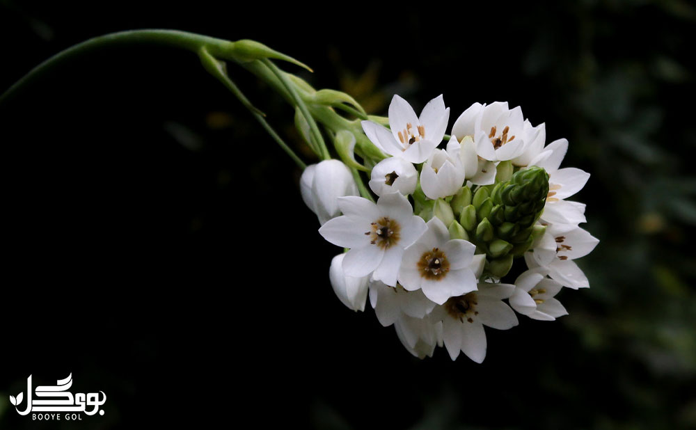 Ornithogalum thyrsoides گونه ای از سنبل مقاوم