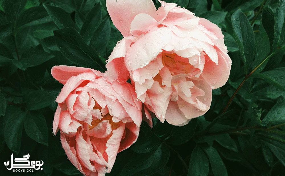 Paeonia