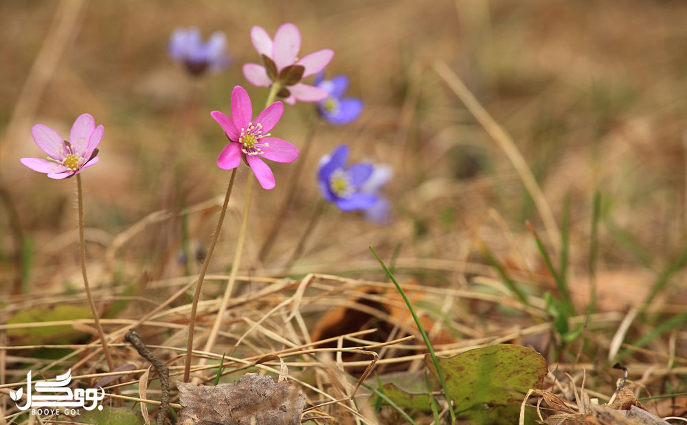 Windflower