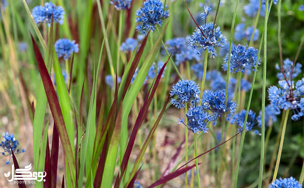 allium caeruleum blauwe
