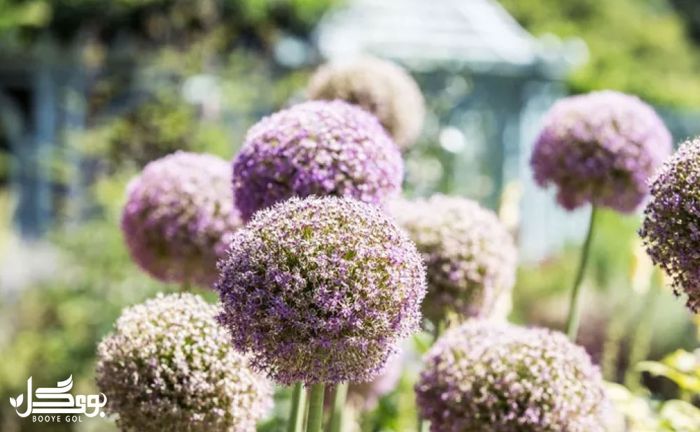 allium in the garden