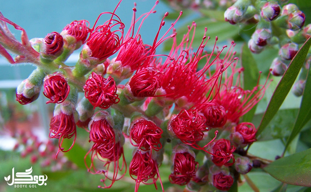 تکثیر Bottlebrush