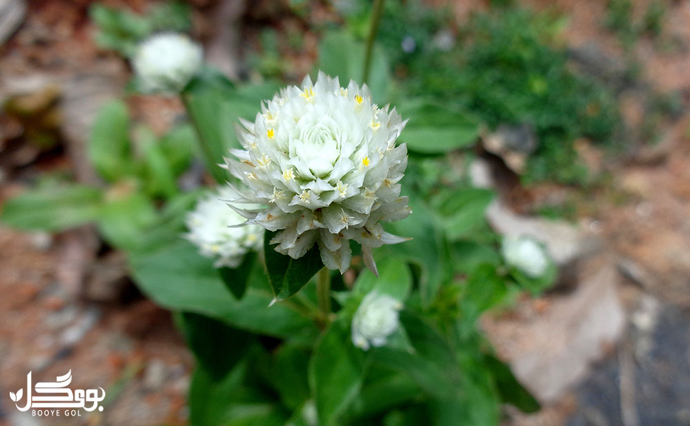 شرایط رشد gomphrena