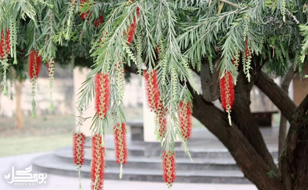 ویژگی های Bottlebrush