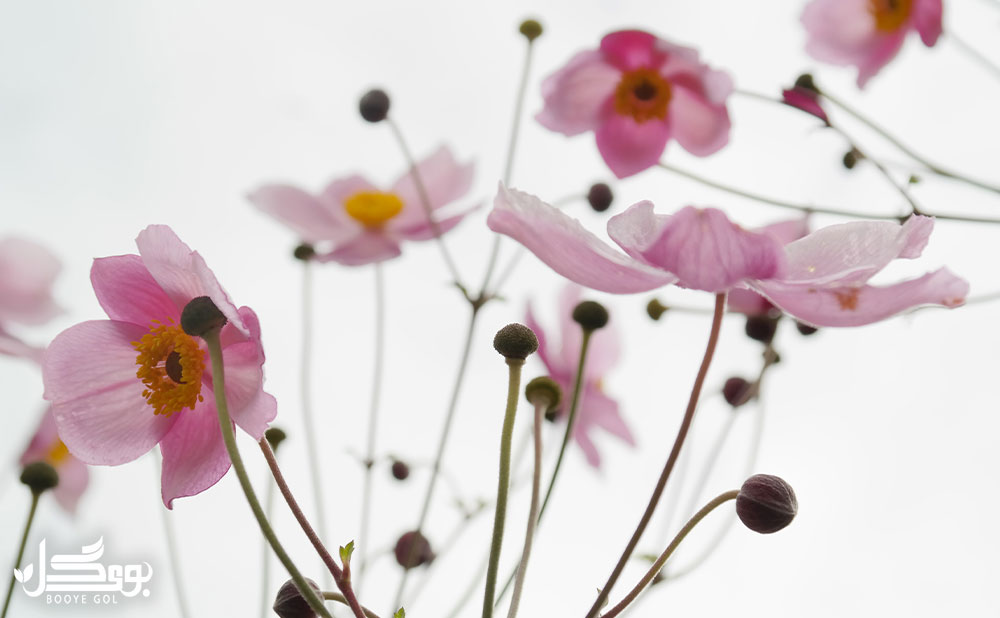 گونه ای از گل باد