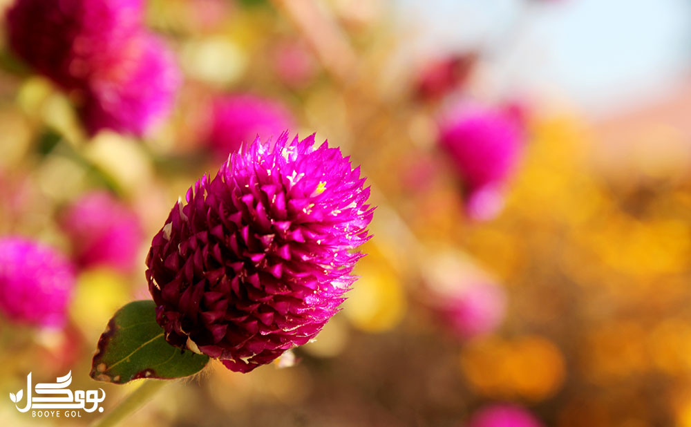 گل تکمه‌ای