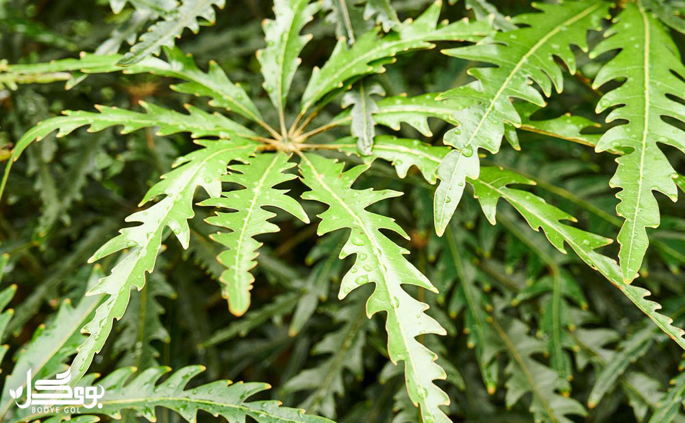 Araliaceae 