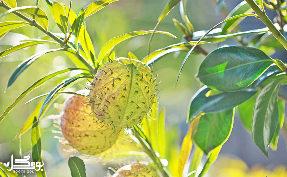 Asclepias physocarpus