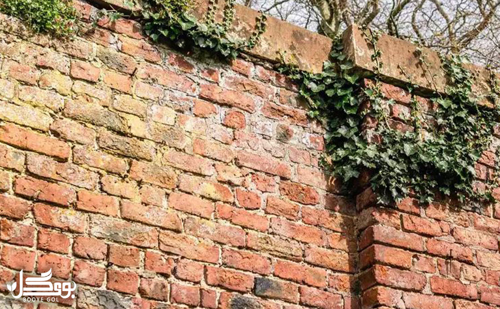 English ivy