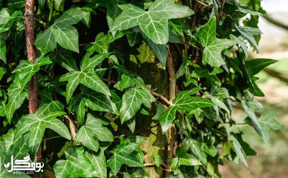 European ivy